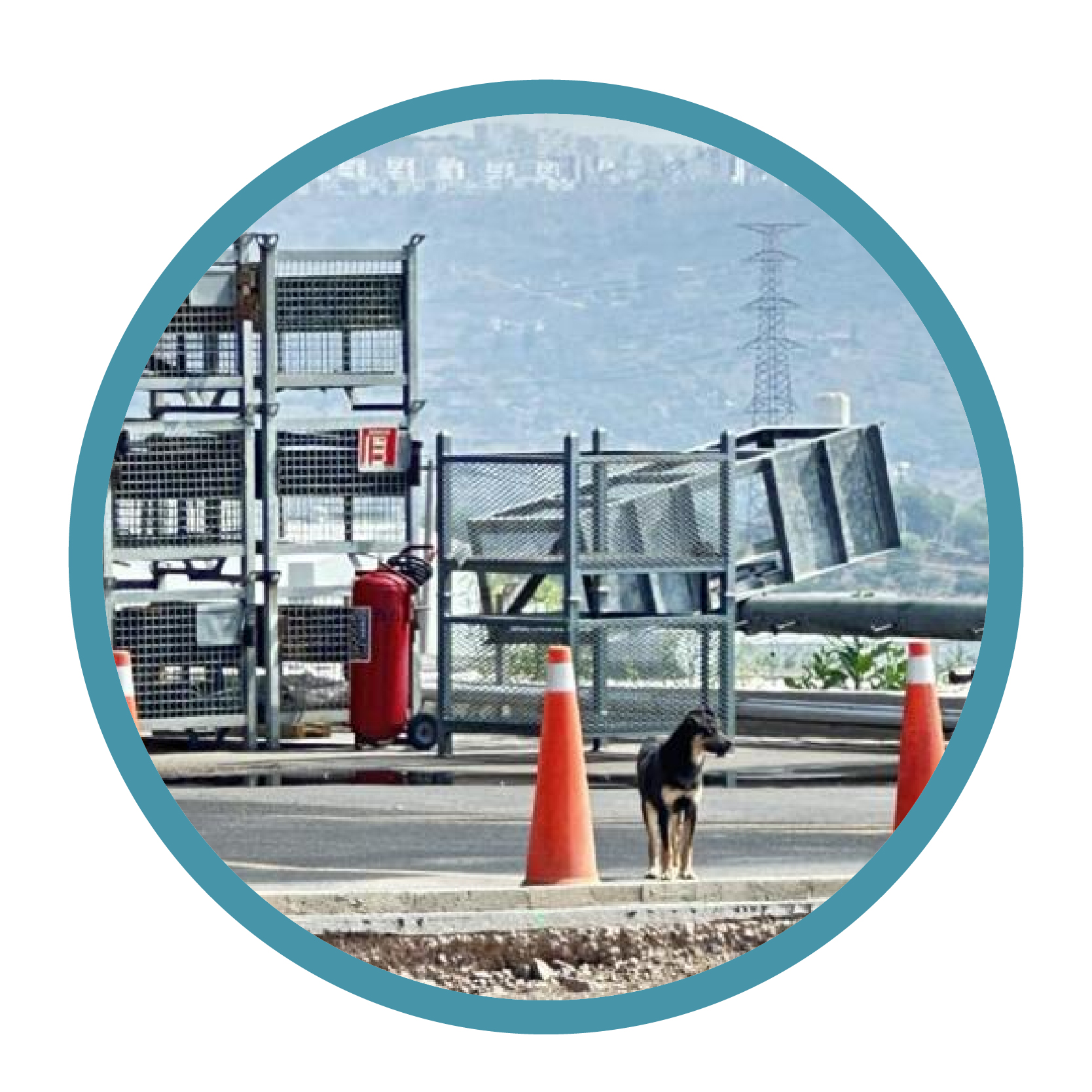 Servicio de Plaga Urbana